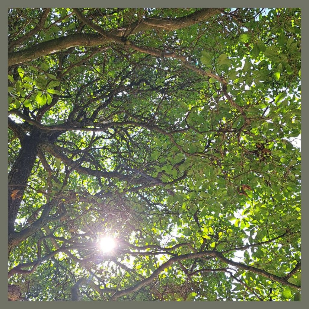 Das Licht der Bäume